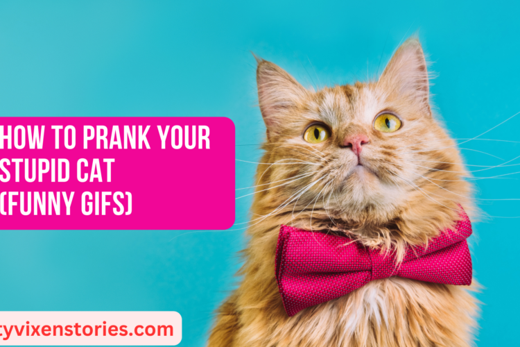 How to Prank Your Stupid Cat Funny Gifs