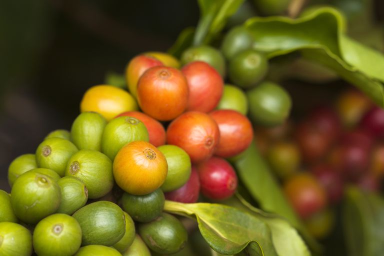 coffee beans are fruit