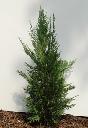 leyland cypress big