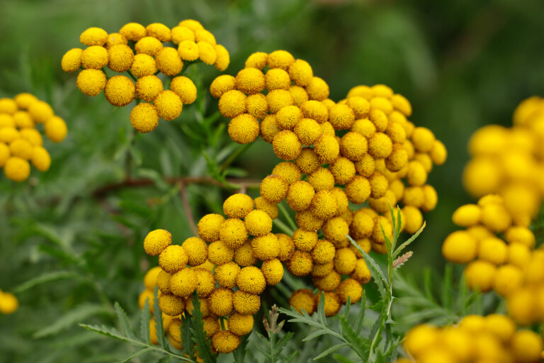 10 Worst Plants to Grow in Your Yard - Salty Vixen Lifestyle Magazine