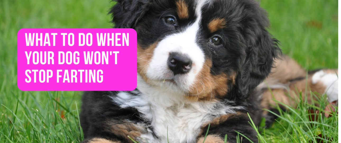 What to Do When Your Dog Wont Stop Farting