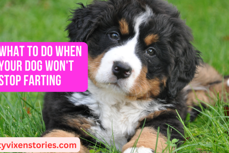 What to Do When Your Dog Wont Stop Farting