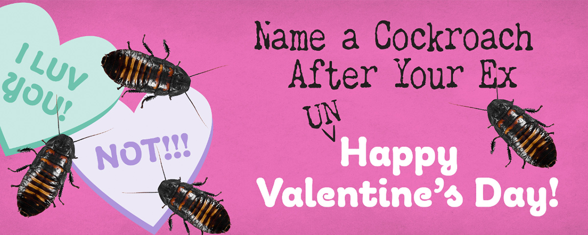 cockroach heart day