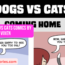 dogs vs cats comics by salty vixen