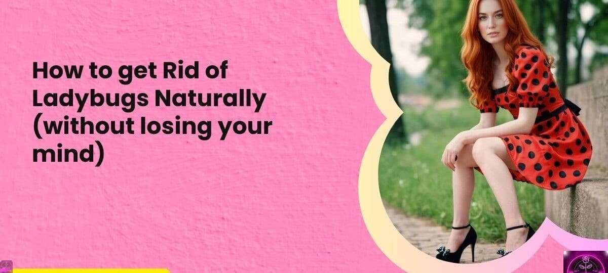 How to get Rid of Ladybugs Naturally without losing your mind